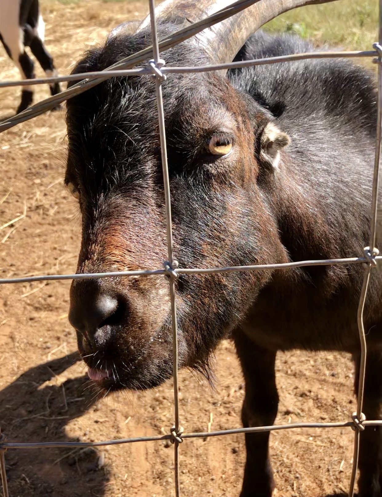 goat with coat fading from black to brown